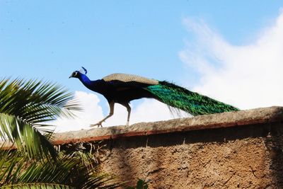 Low angle view of a bird against the sky