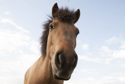 Portrait of a horse against sky