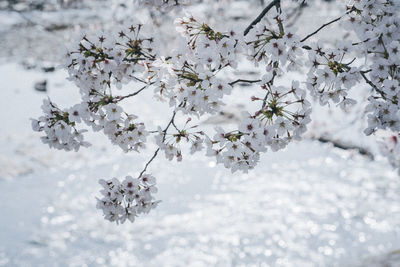 Close-up of cherry blossoms in spring