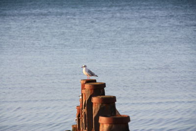 Seagull perching on shore against sea