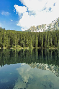 Panoramic view of pine trees by lake against sky