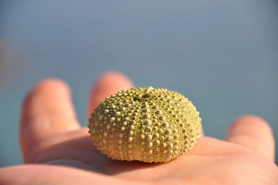 Close-up of hand holding sea hurchin