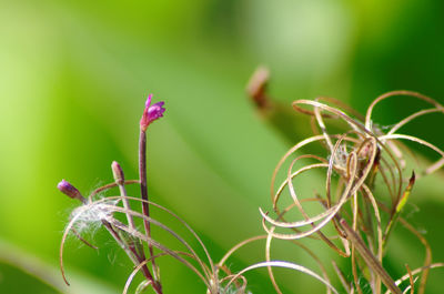 Close-up of flowers
