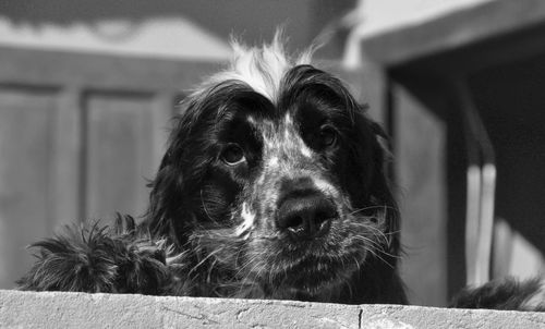 Close-up portrait of a dog at home