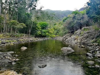 Scenic view of lake in forest