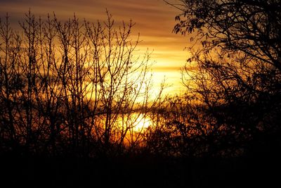 Silhouette plants against romantic sky at sunset