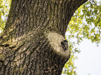 Close-up of a tree trunk