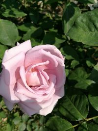 Close-up of rose blooming outdoors