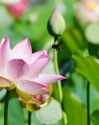 Close-up of pink lotus flower