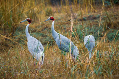 Birds perching on grass