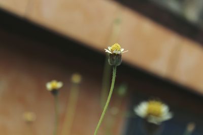 Close-up of small plant