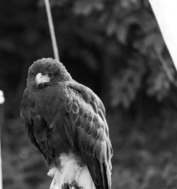 Close-up portrait of eagle