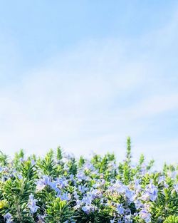 Close-up of plants against sky