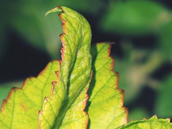 Close-up of leaves