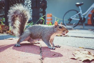 Close-up of squirrel