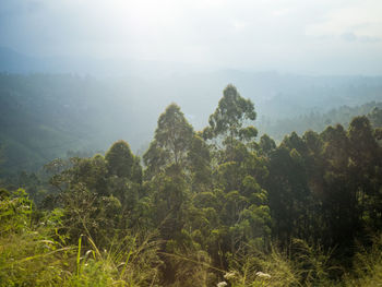 Trees in forest against sky