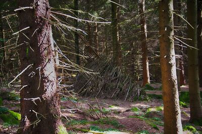 Pine trees in forest