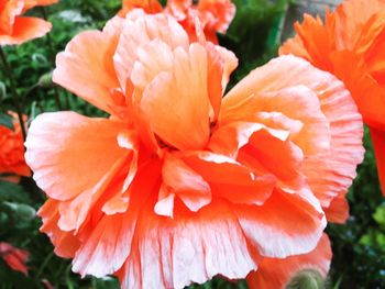 Close-up of orange hibiscus blooming outdoors