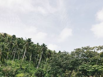 Low angle view of trees against sky