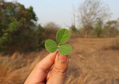 Close-up of hand holding small plant