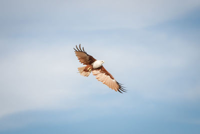 Low angle view of eagle flying in sky