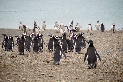 View of penguins on beach