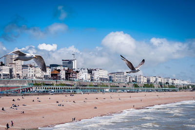 Seagull flying over beach