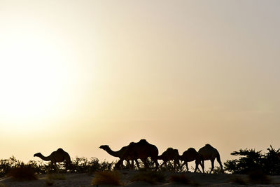 Silhouette of horses on field against sky during sunset