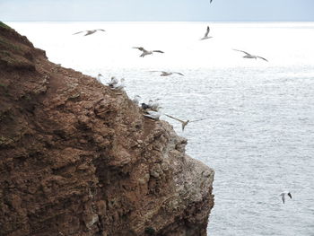 Seagulls flying over sea