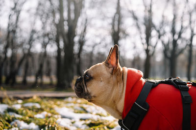 Close-up of a french bulldog dog looking away and sneezing