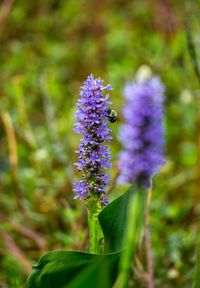 Close-up of purple flowers