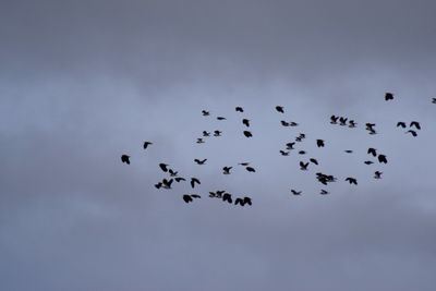 Low angle view of bird flying in sky