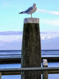 Seagull perching on wooden post in sea against sky