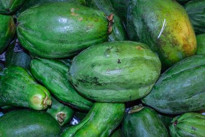 Fresh organic unripe papaya for vegetable from farm close up shot