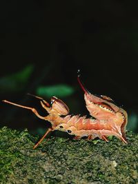 Close-up of insect