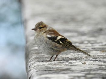 Close-up of bird perching