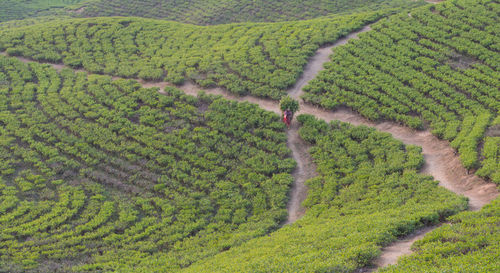 High angle view of vineyard