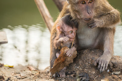 Close-up of long-tailed macaque with infant on rock at zoo