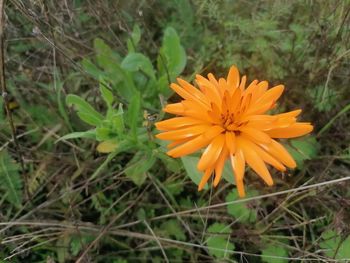 Close-up of orange flower on field