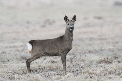 Portrait of roe standing on winter meadow