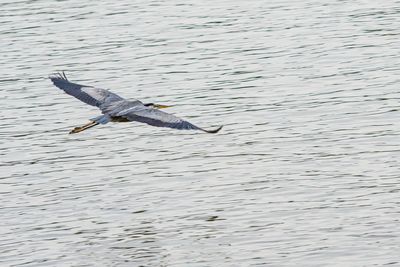 High angle view of seagulls flying over sea