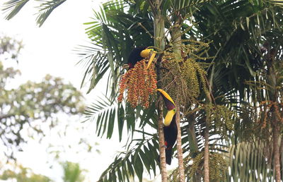 Low angle view of bird perching on tree