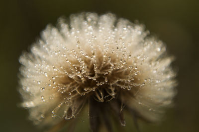 Close-up of water drops on white flowering plant