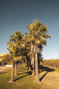 Palm trees on field against clear sky