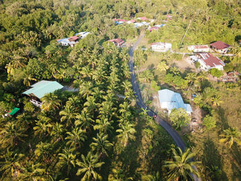High angle view of trees and plants by building