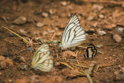 Close-up of butterfly on land