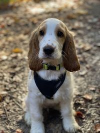 Close-up portrait of dog on field