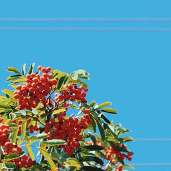 Low angle view of red flowers against blue sky