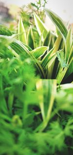 Close-up of fresh green plant in field