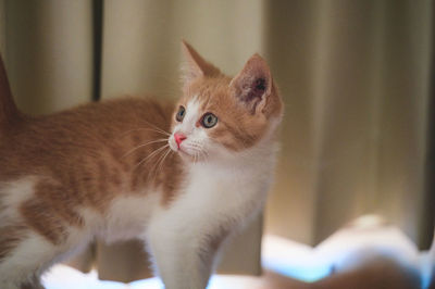 pet